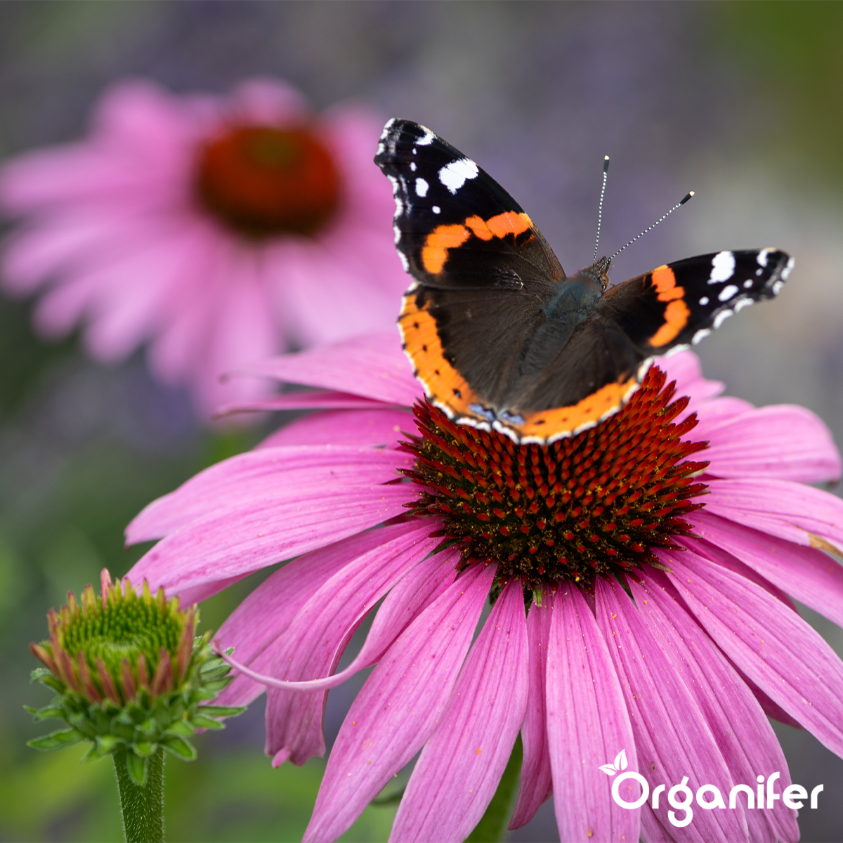 Vlinderbloemen en Bijenmengsel - Nectar - 40 soorten 5 Organifer