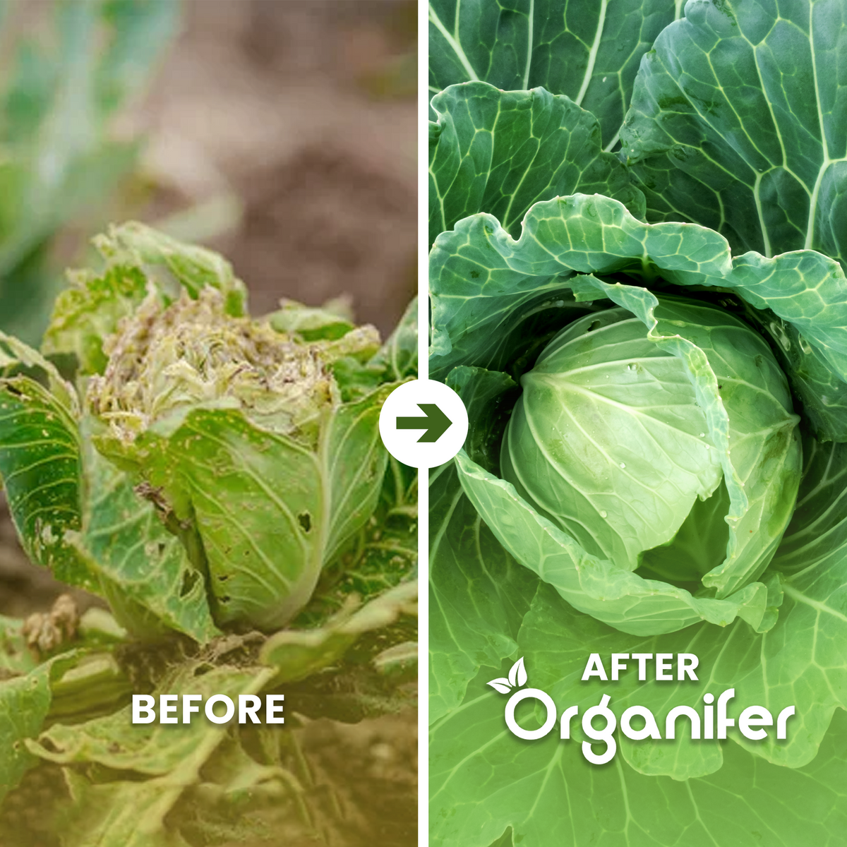 cabbage b/a
