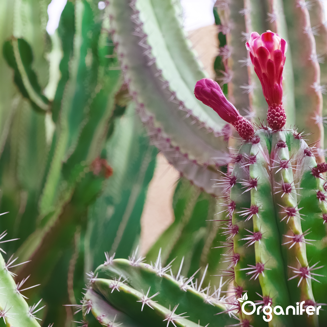 liquid fertiliser Cactus