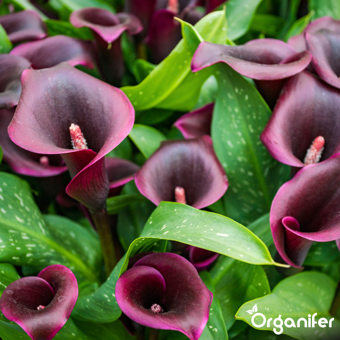 organifer-calla-liquid-fertiliser