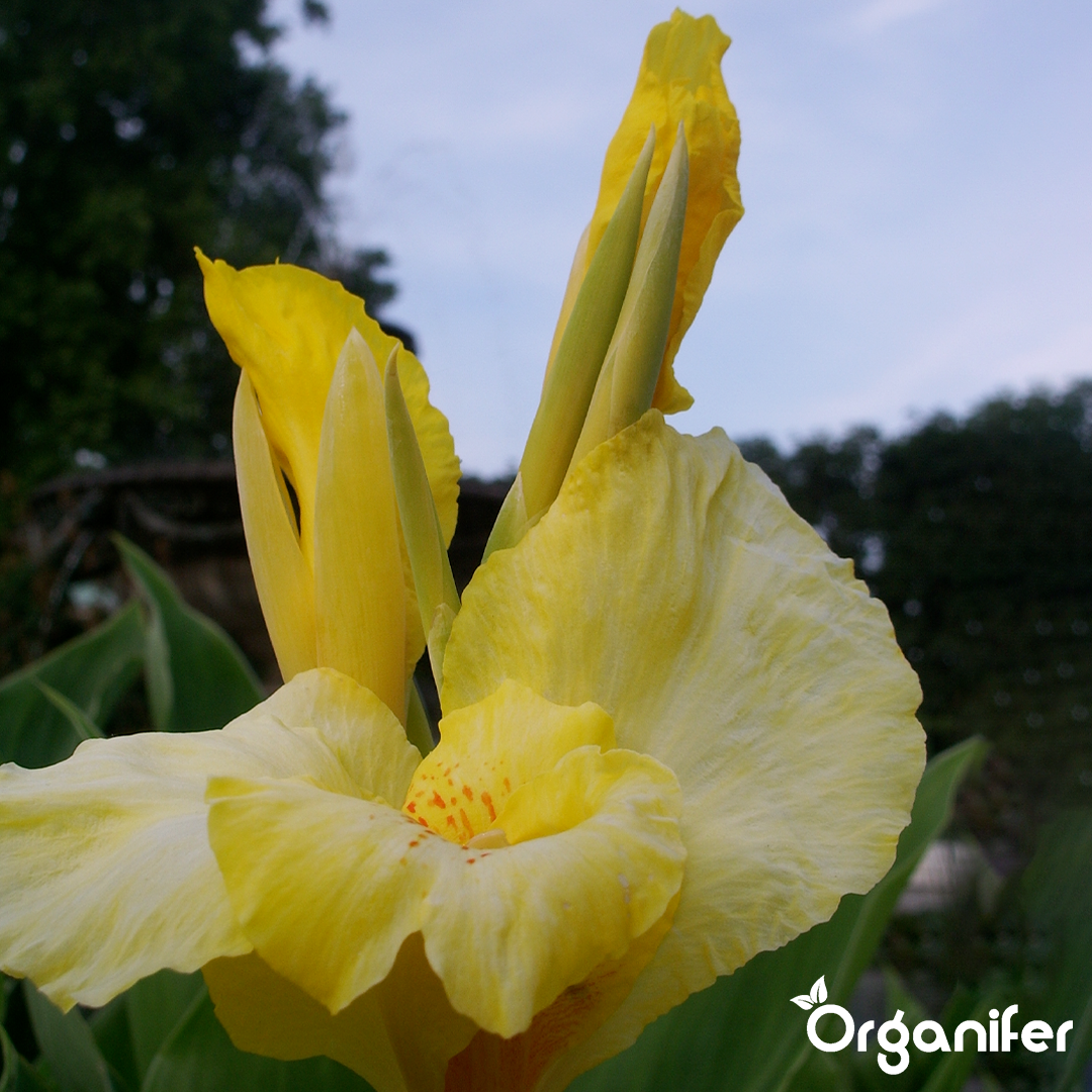 liquid fertiliser Canna