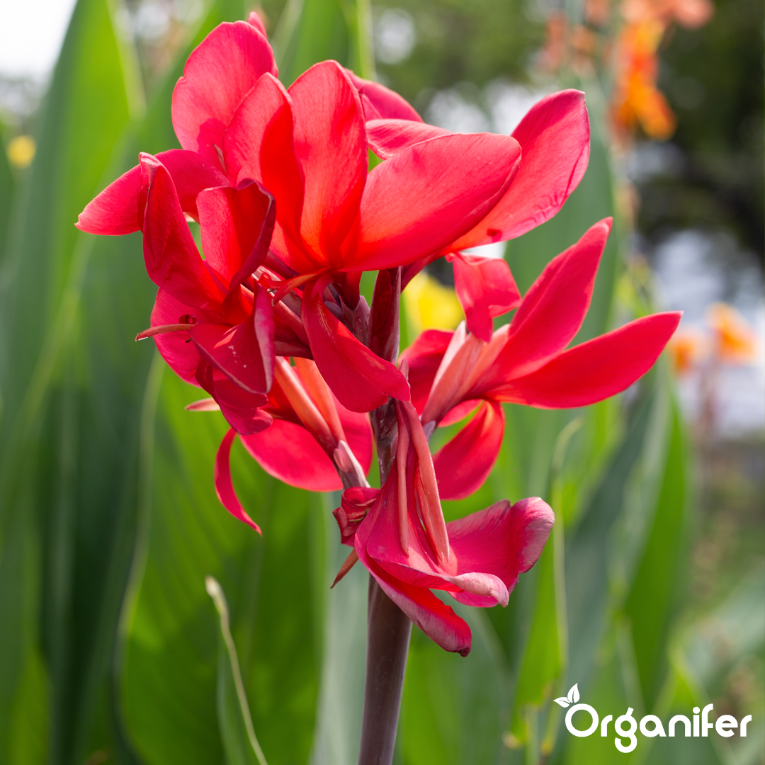 liquid fertiliser Canna