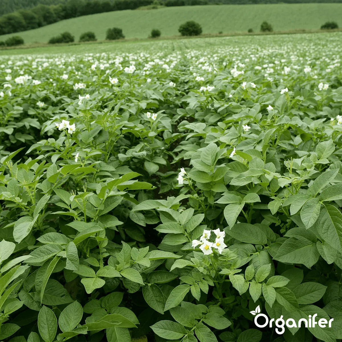 Organifer Chicken manure pellets (10x = 200 kg - for 2000 m2) 8719958997653 5