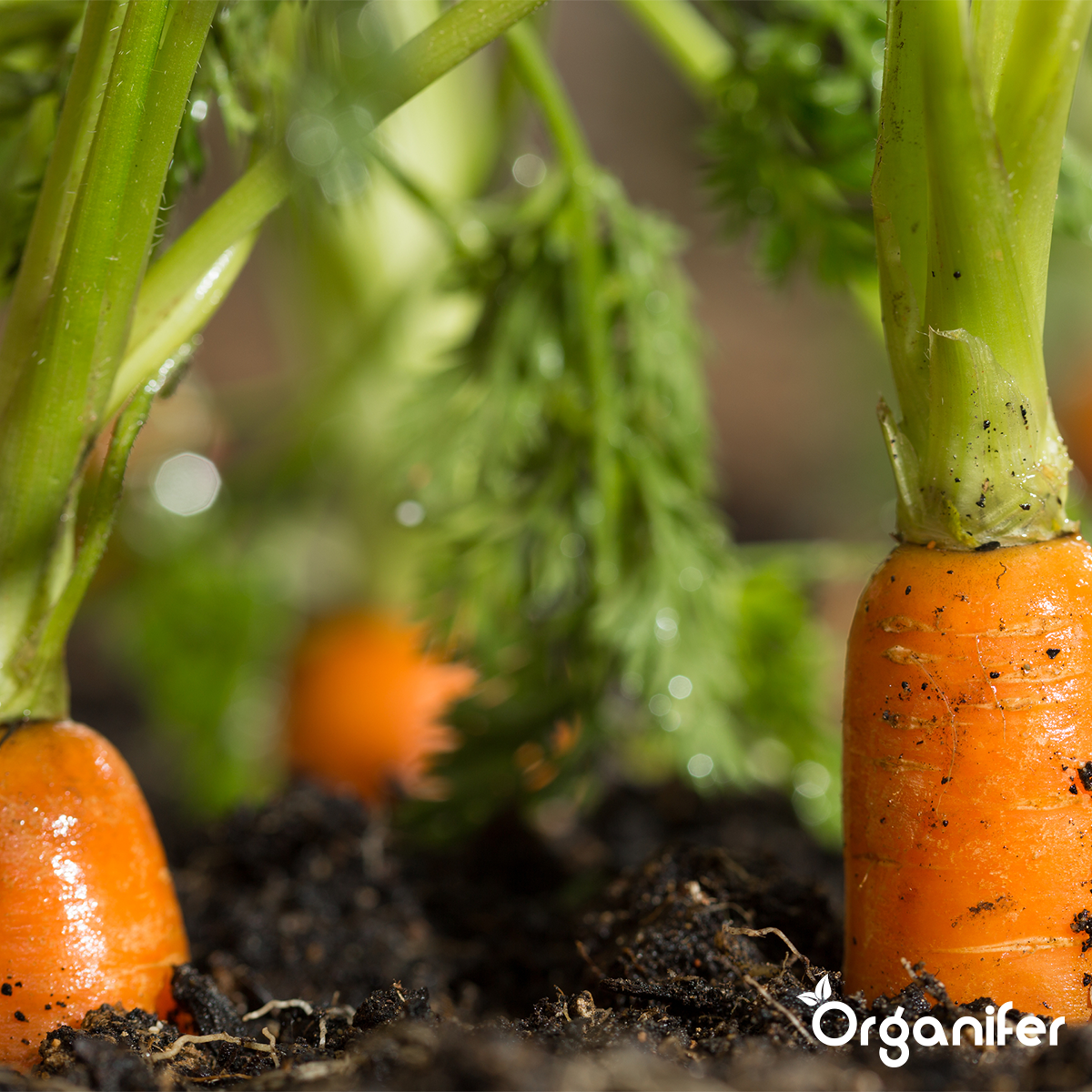 Organifer Chicken manure pellets (20x = 400 kg - for 4000 m2) 8719958997646 15