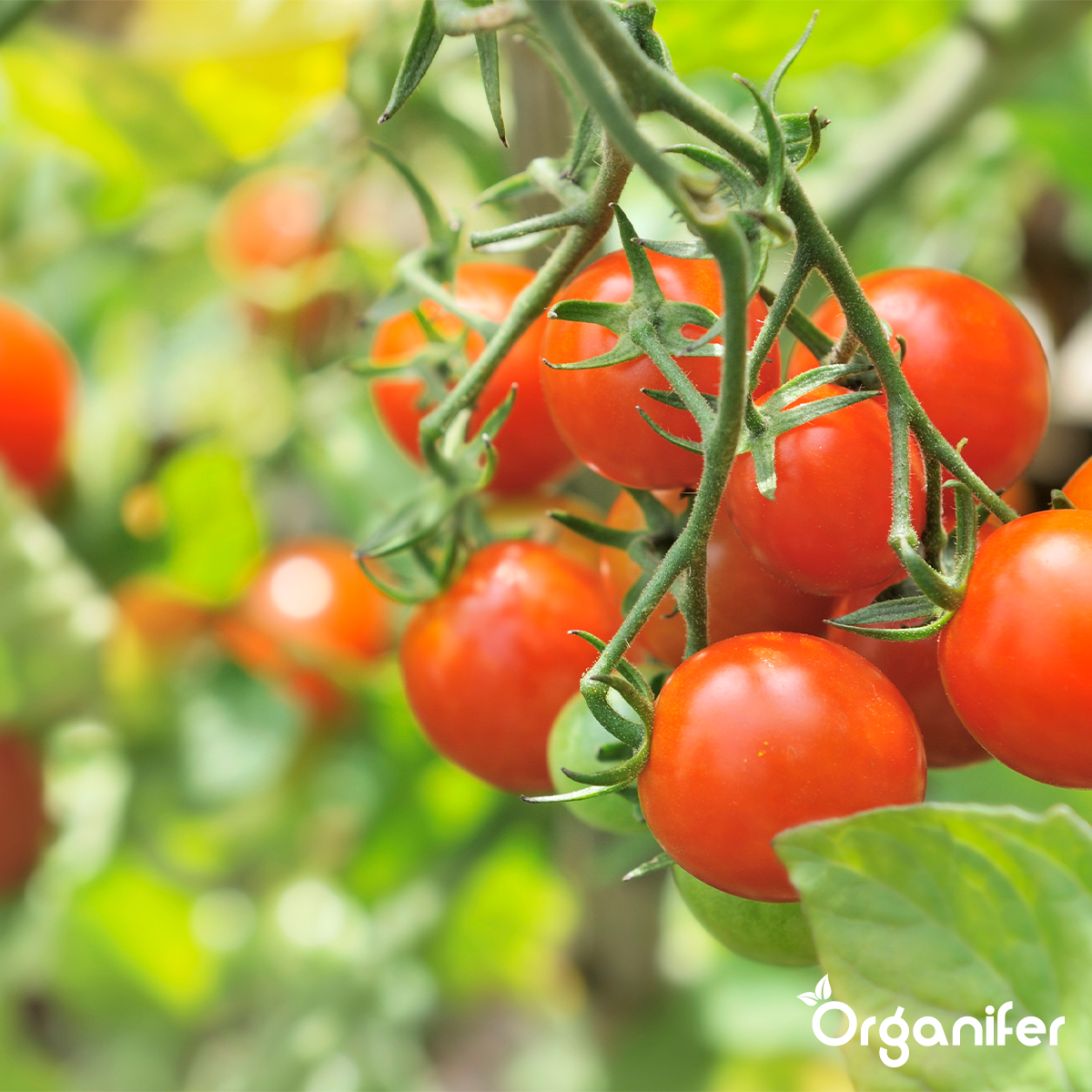 Organifer Chicken Manure Pellets (Big Bag = 1000 kg - for 10.000 m2) 8719958997677 11