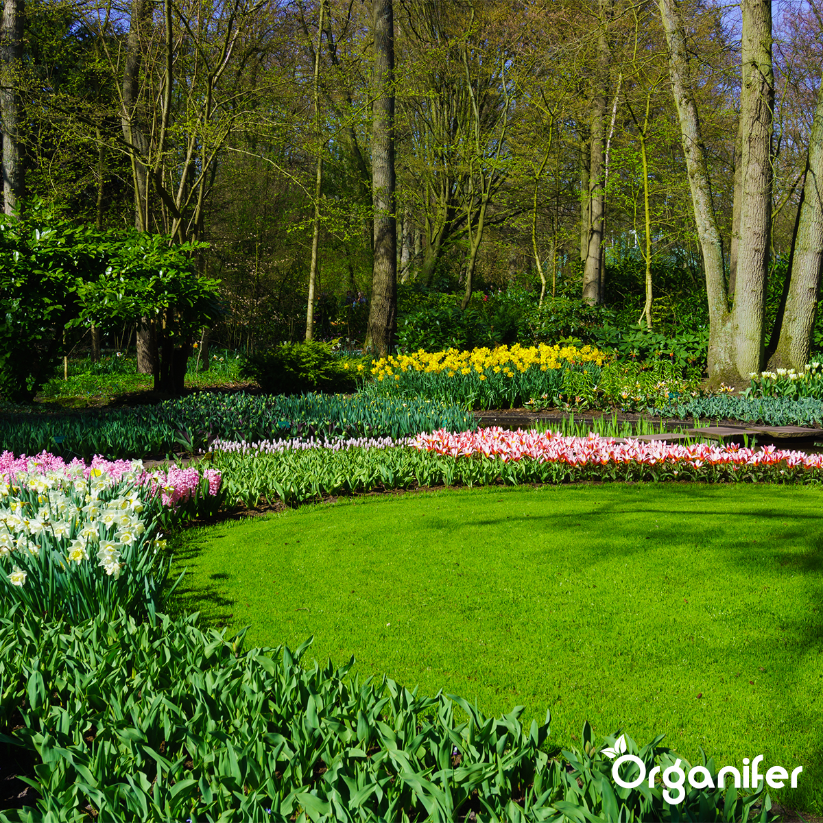 Organifer Chicken Manure Pellets (Big Bag = 1000 kg - for 10.000 m2) 8719958997677 14