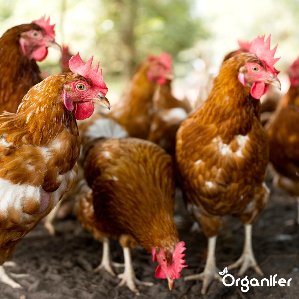 Organifer Chicken Manure Pellets (Big Bag = 1000 kg - for 10.000 m2) 8719958997677 15