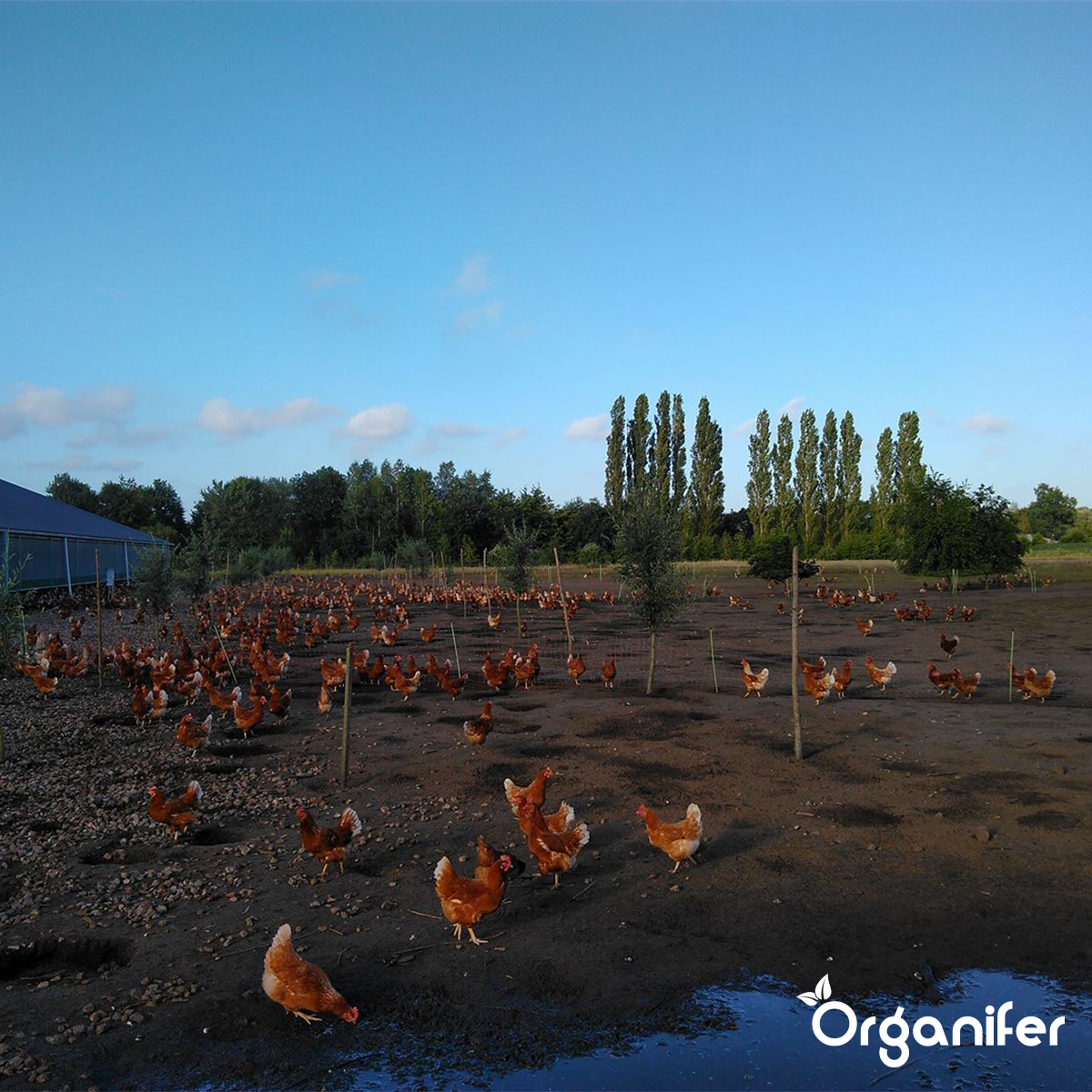 Organifer Chicken Manure Pellets (Big Bag = 1000 kg - for 10.000 m2) 8719958997677 7