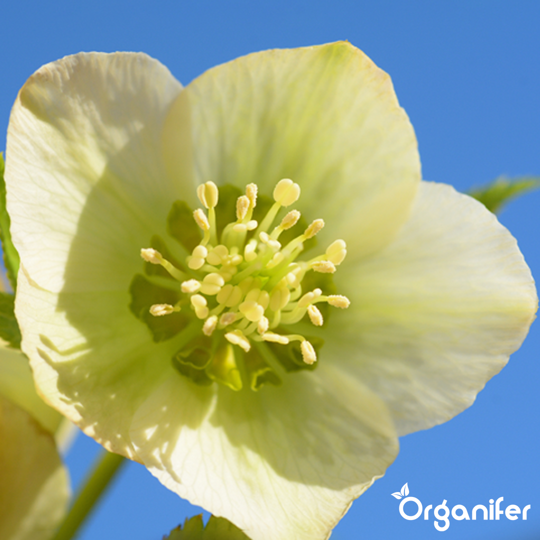 Christmas rose