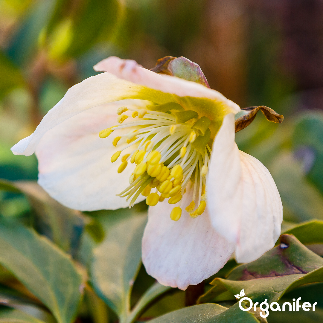 Christmas rose