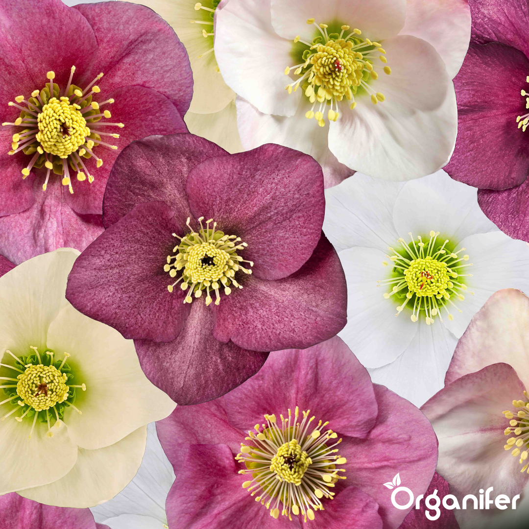 Christmas rose