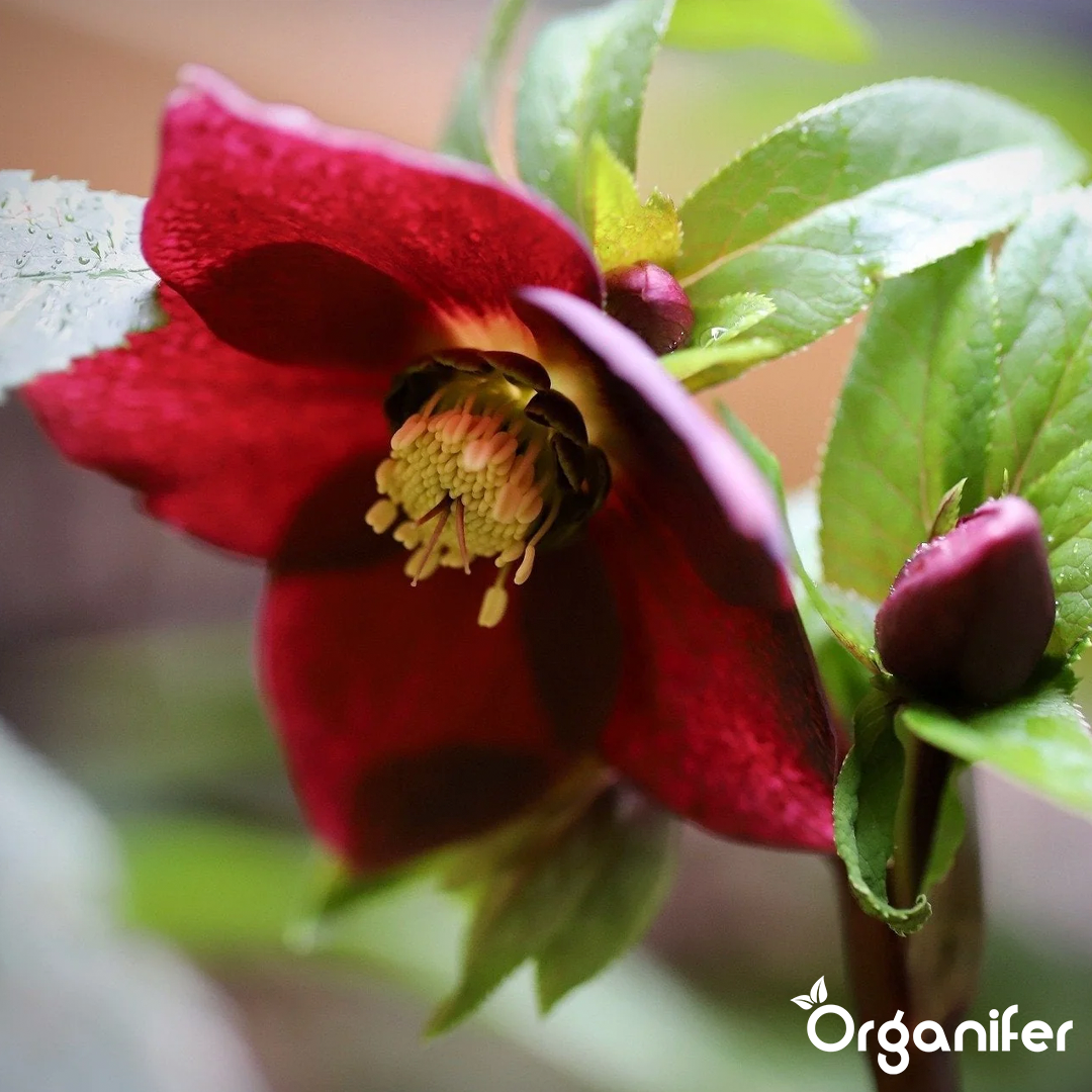 Christmas rose