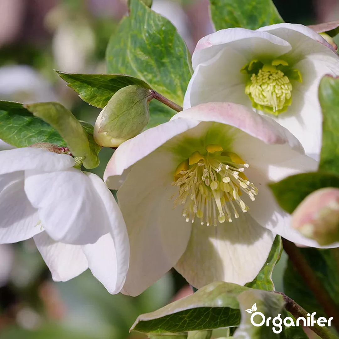 Christmas rose