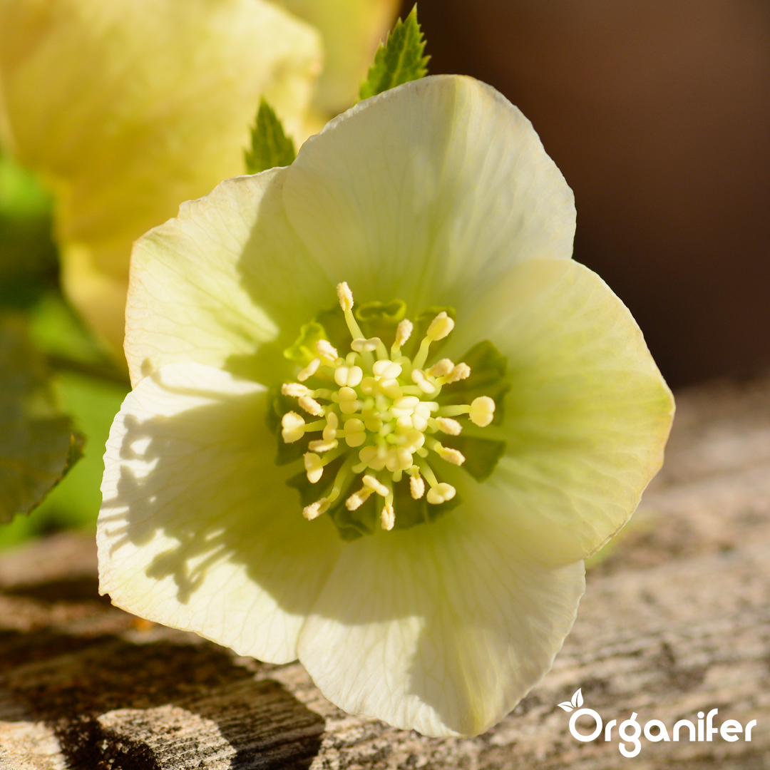 Christmas rose