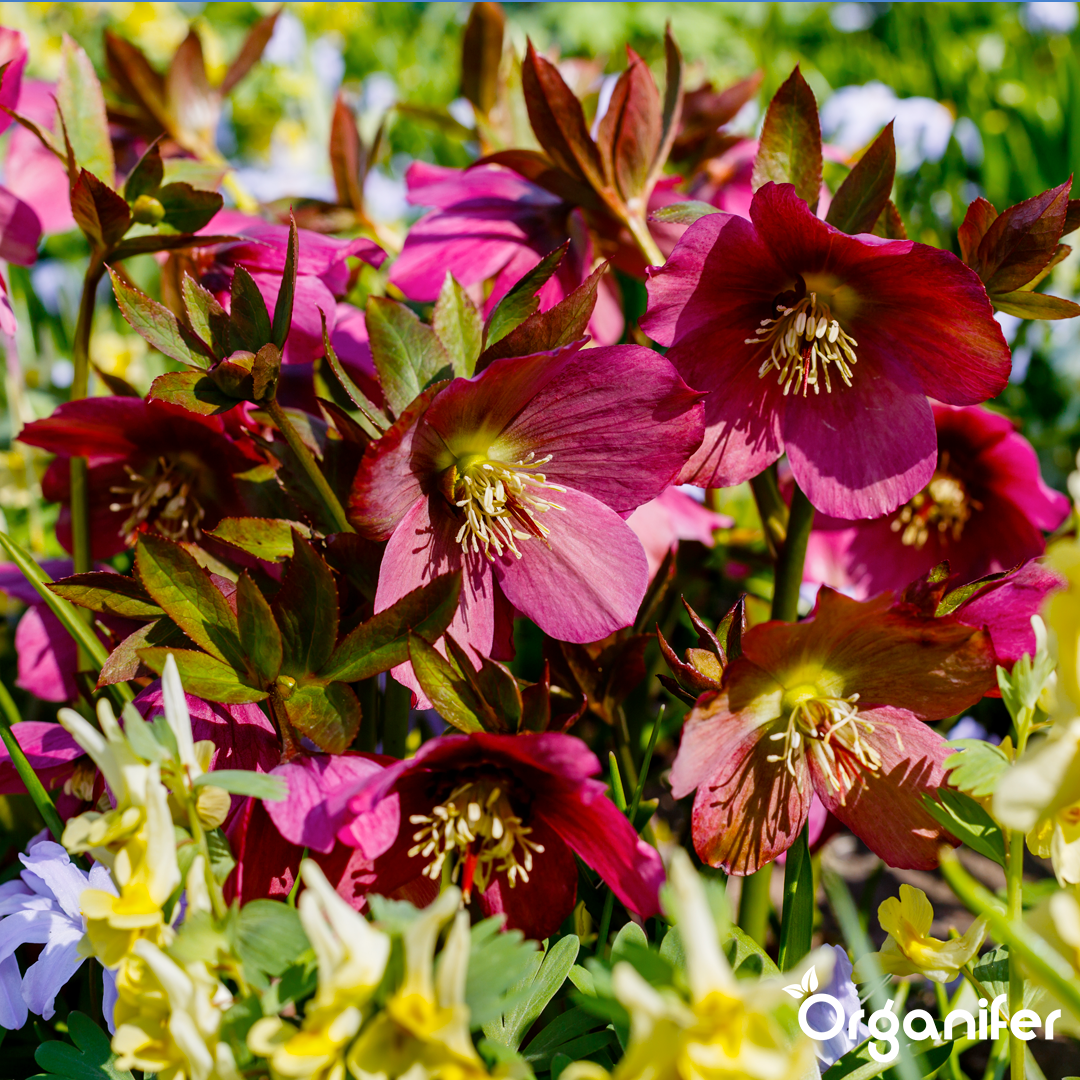 Christmas rose