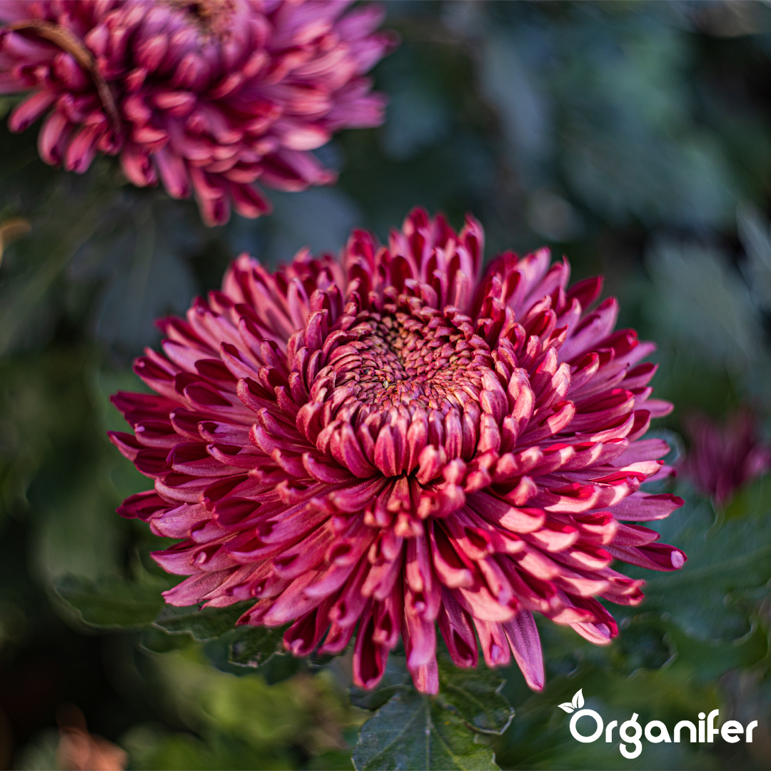 Chrysanthemum