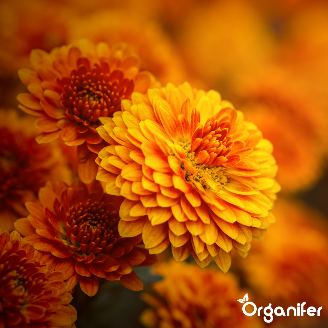 Chrysanthemum