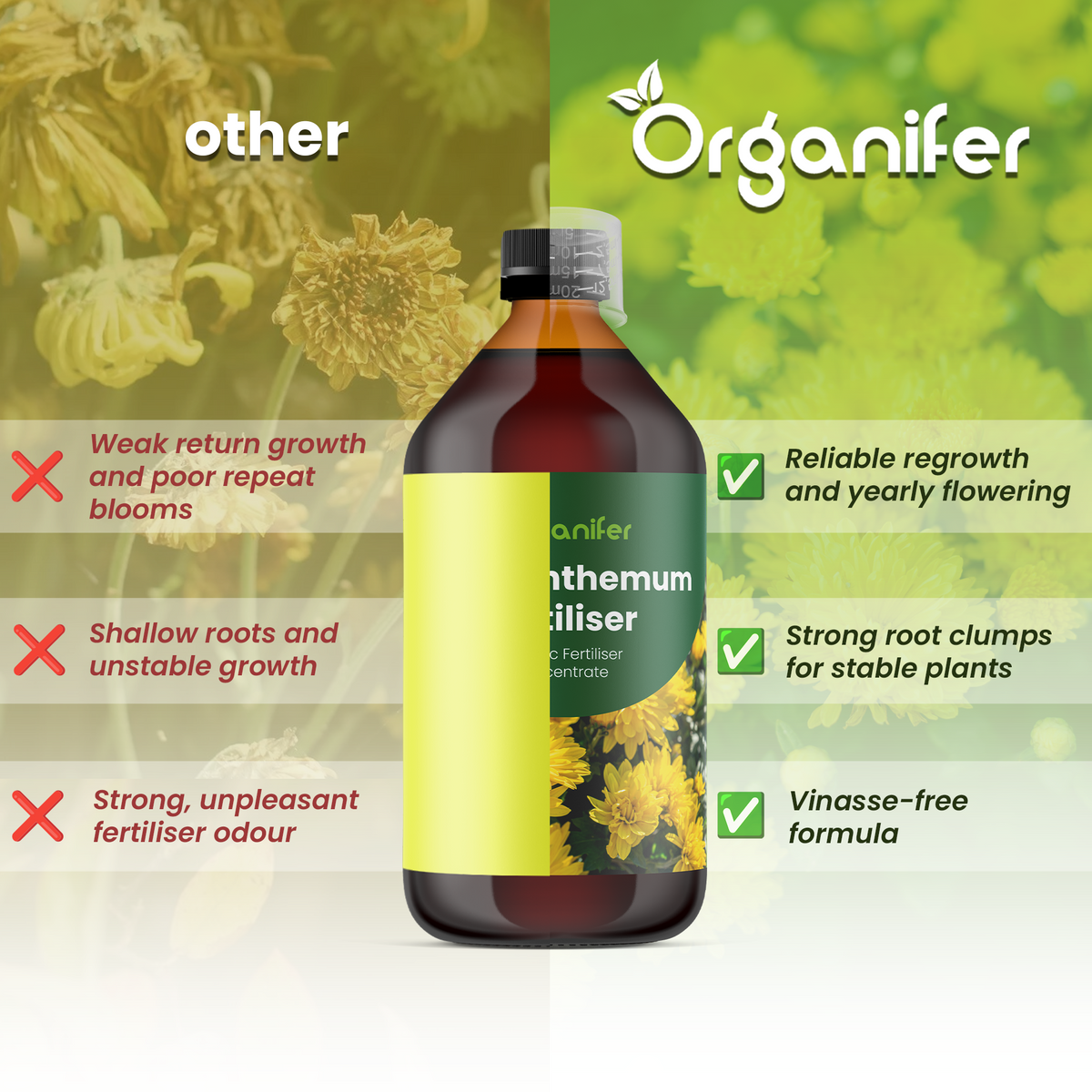 chrysanthemum comparison