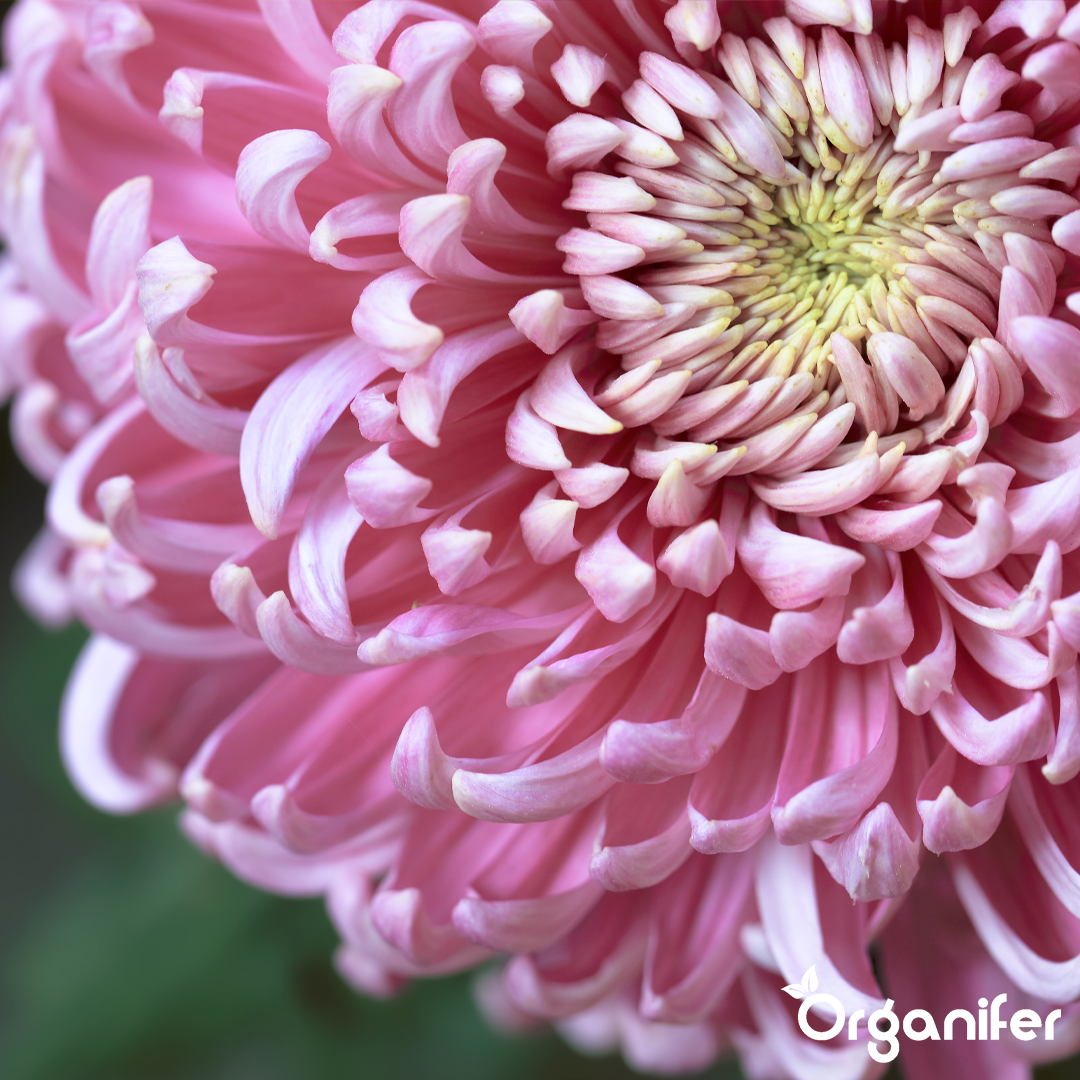 Chrysanthemum
