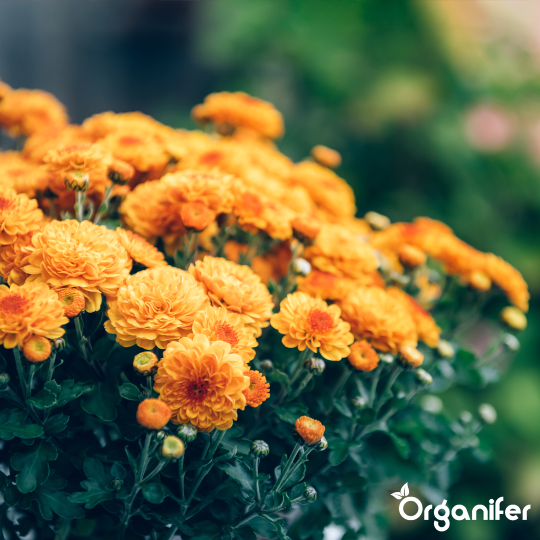 1 Chrysanthemum