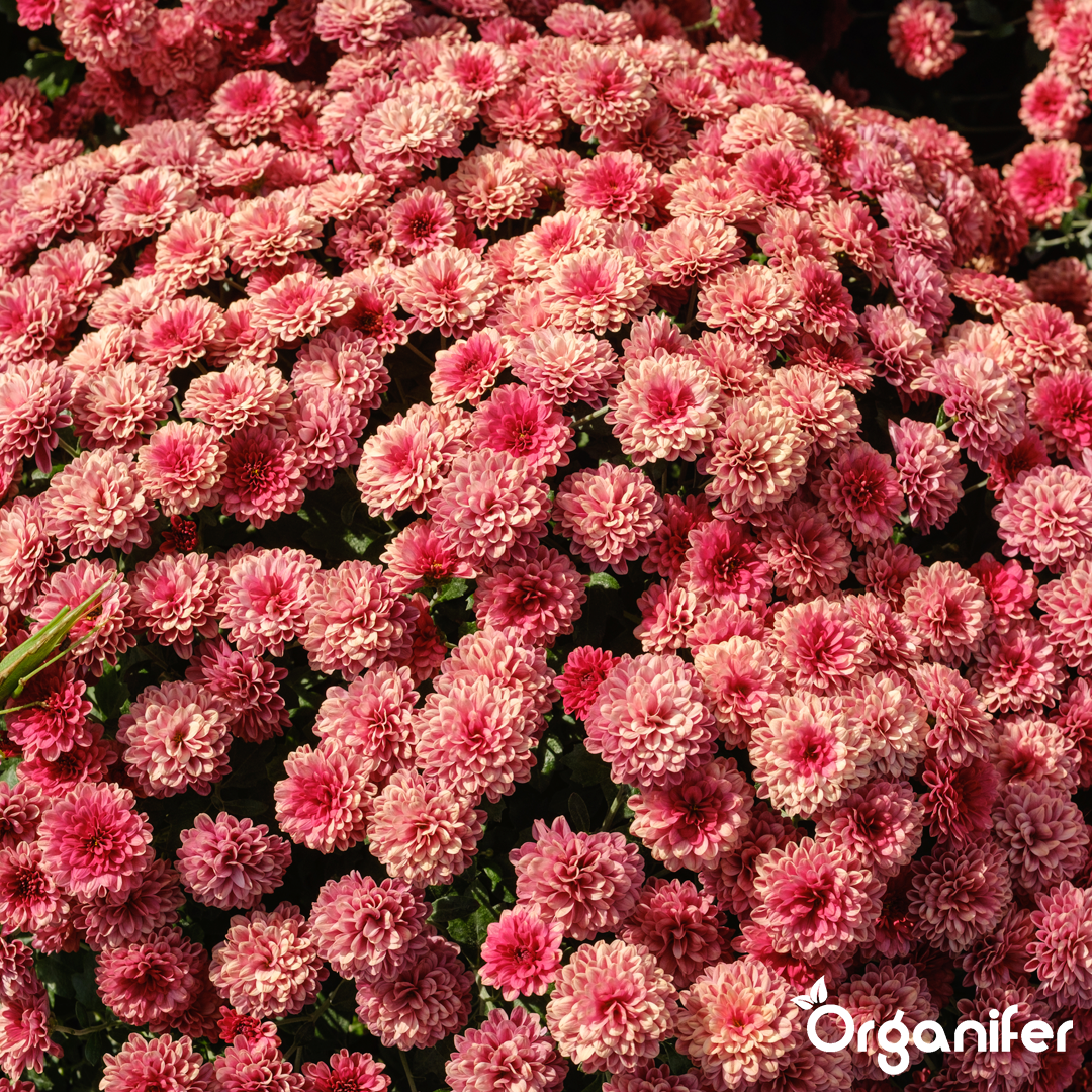 Chrysanthemum