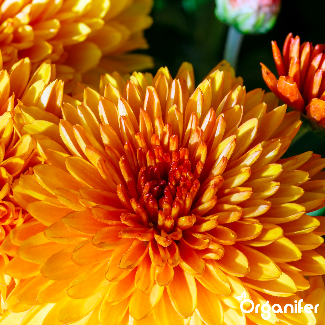Chrysanthemum