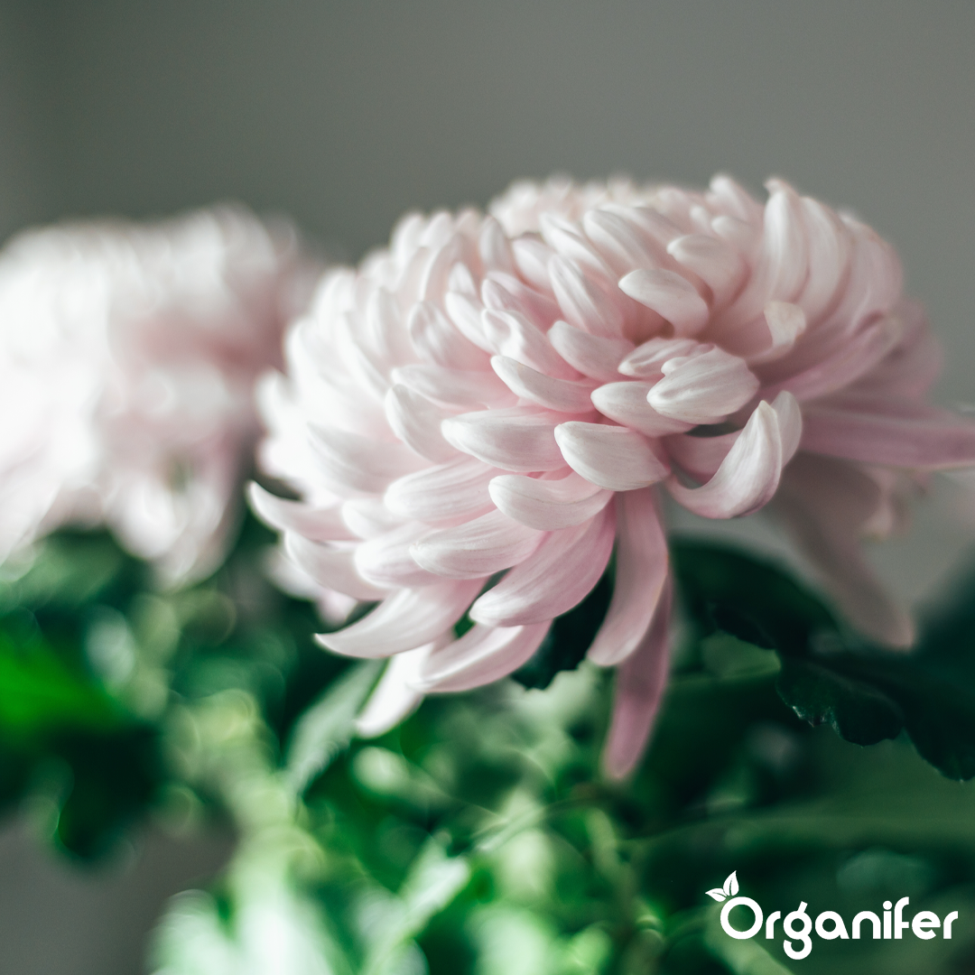 Chrysanthemum