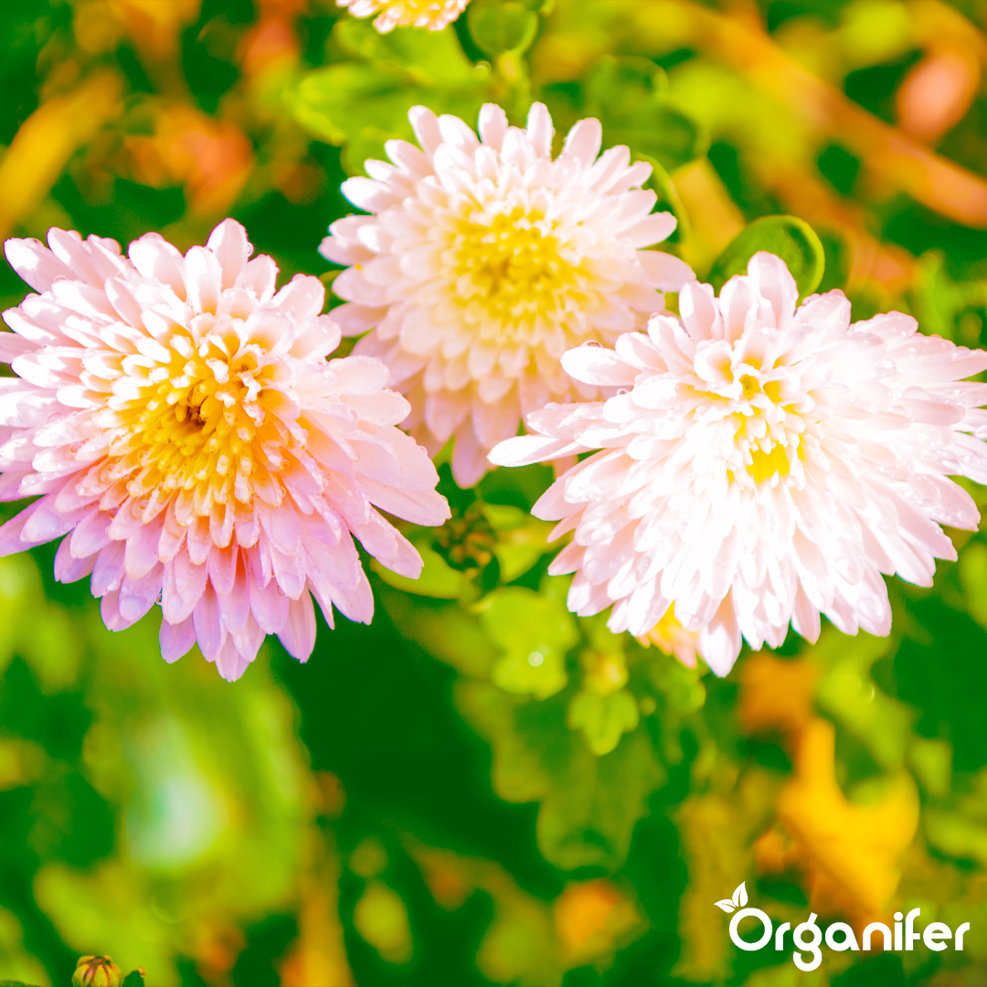 Chrysanthemum