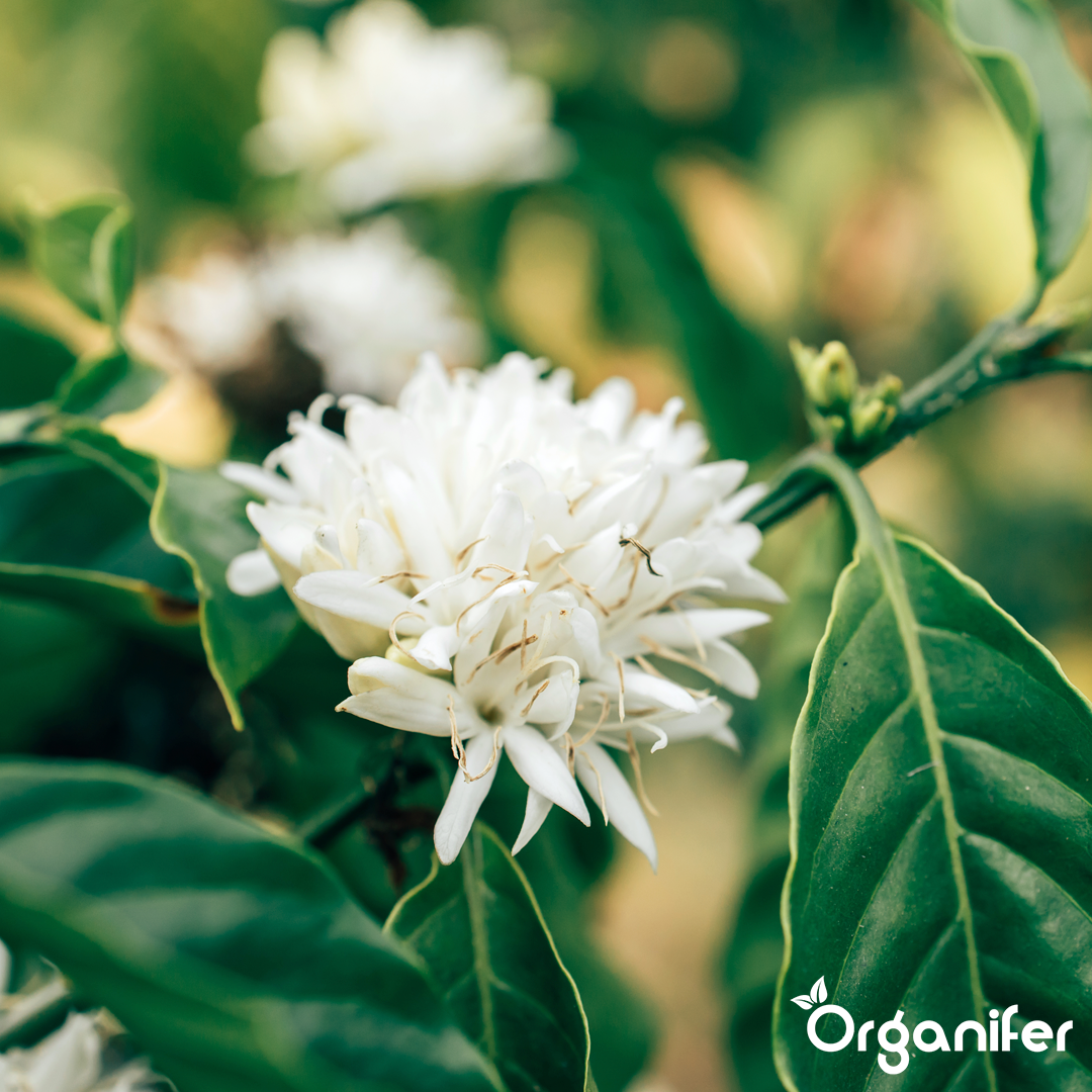 liquid fertiliser Coffee plant