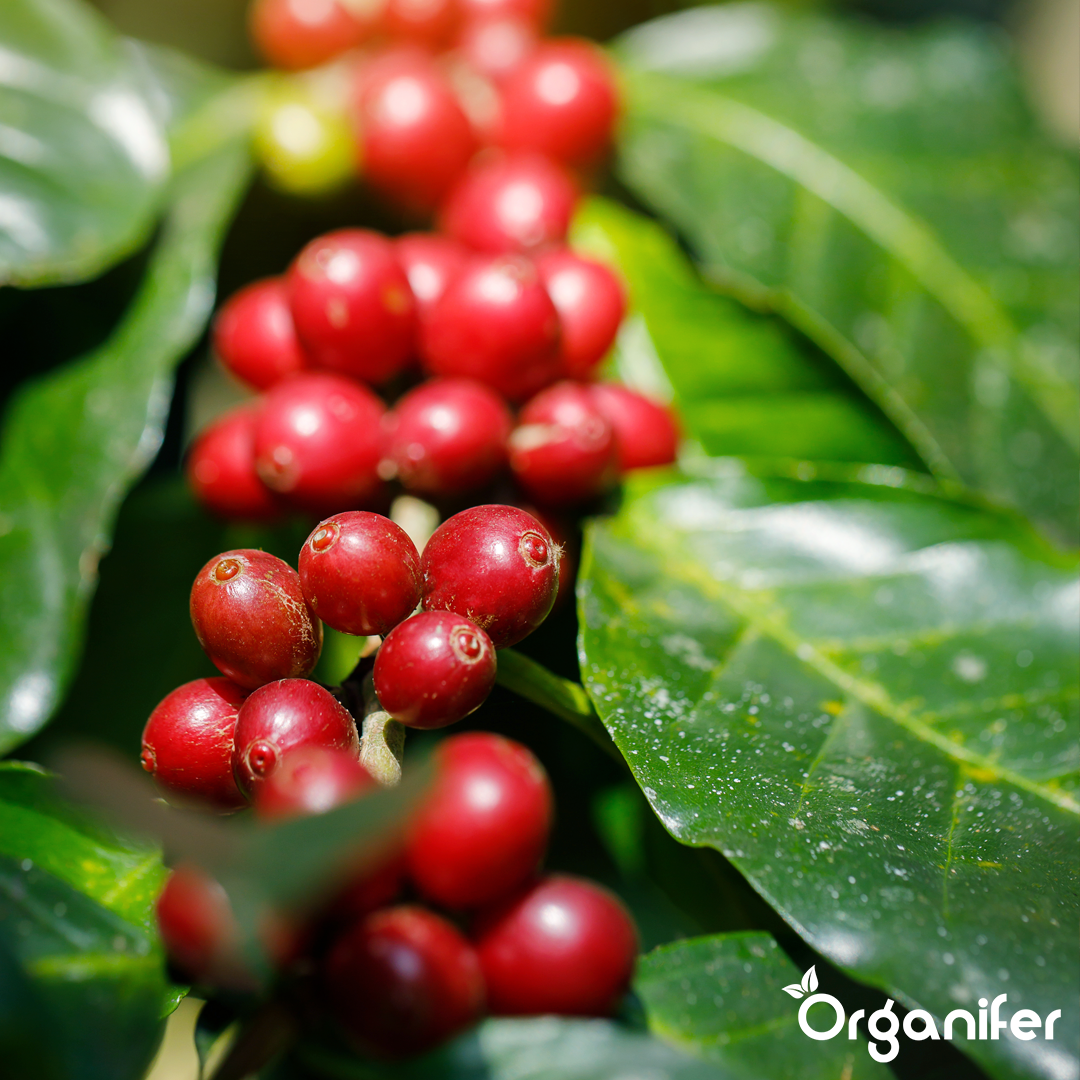 liquid fertiliser Coffee plant