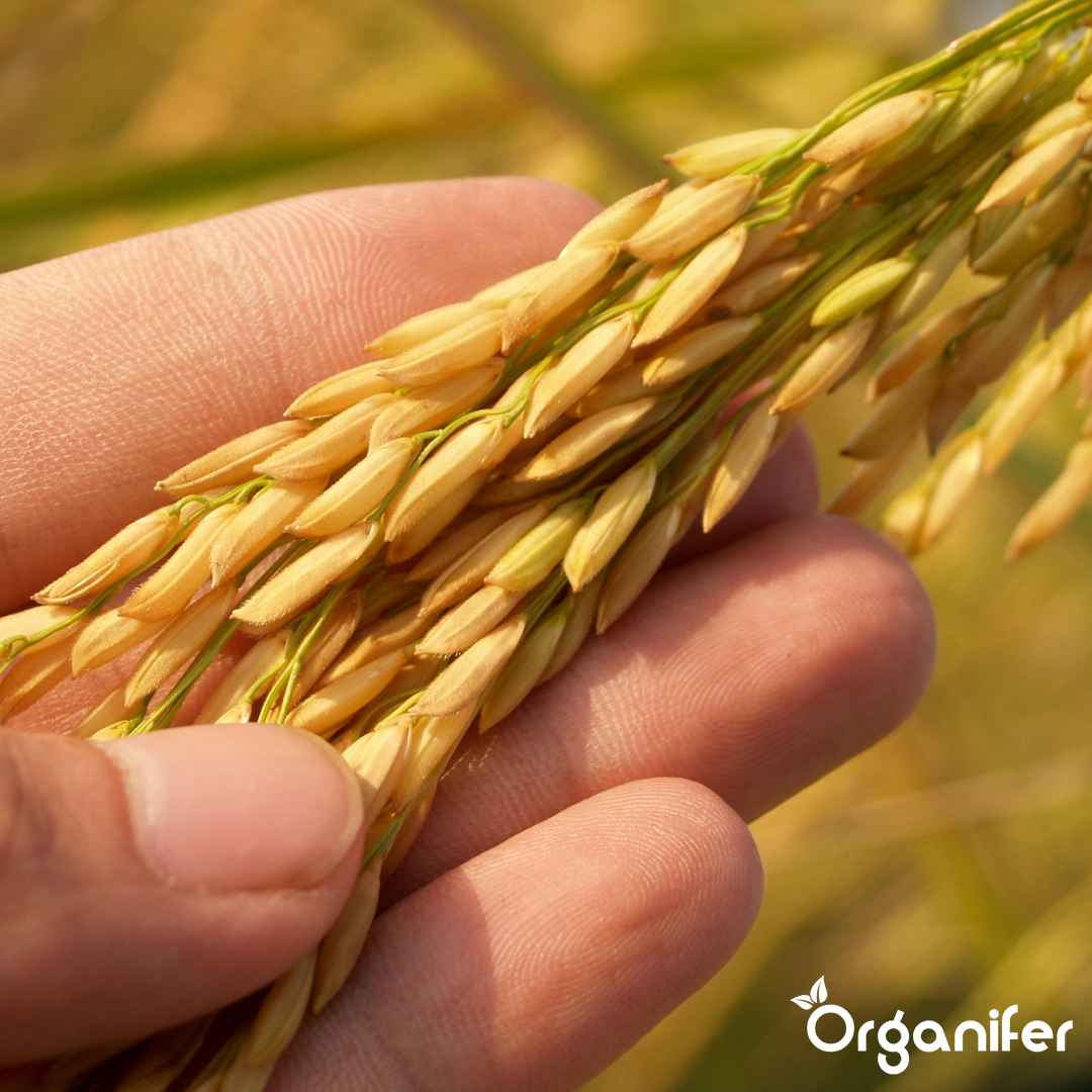 organifer-cover-crop-mix-10-varieties-10
