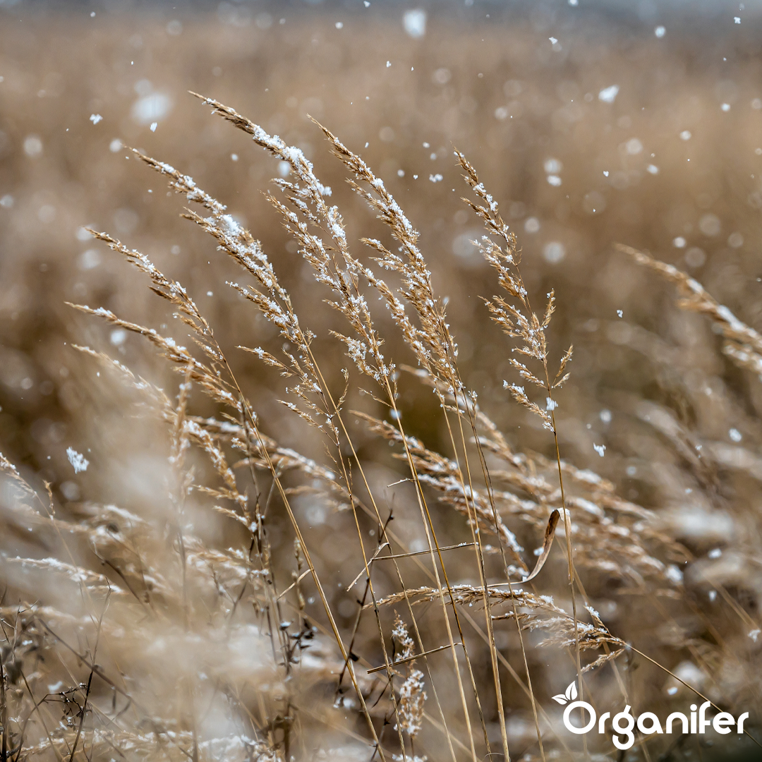 organifer-cover-crop-mix-10-varieties-11