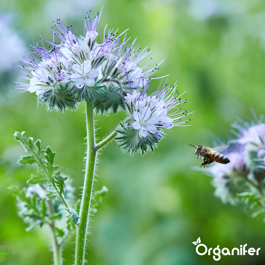 Organifer