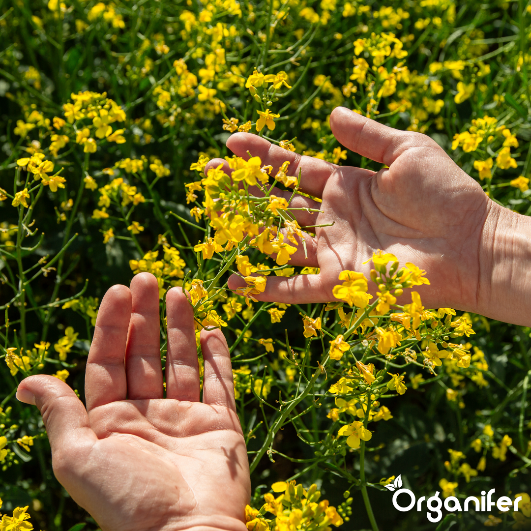 organifer-cover-crop-mix-10-varieties-5