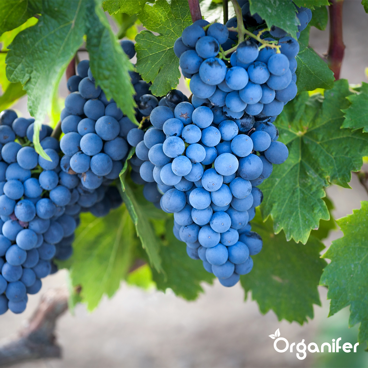 koemestkorrels wijngaard Organifer