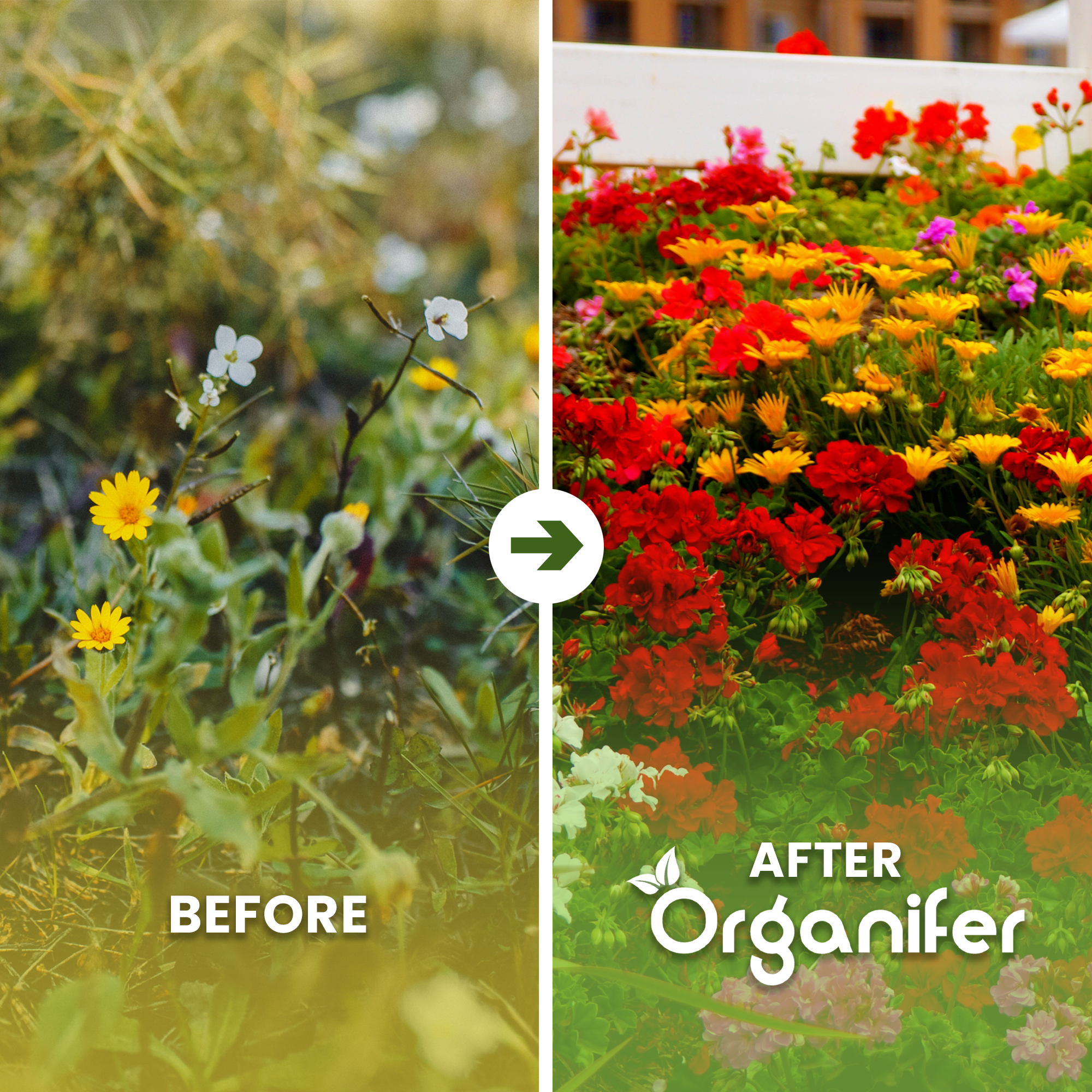 Cut Flowers Seed Before - after