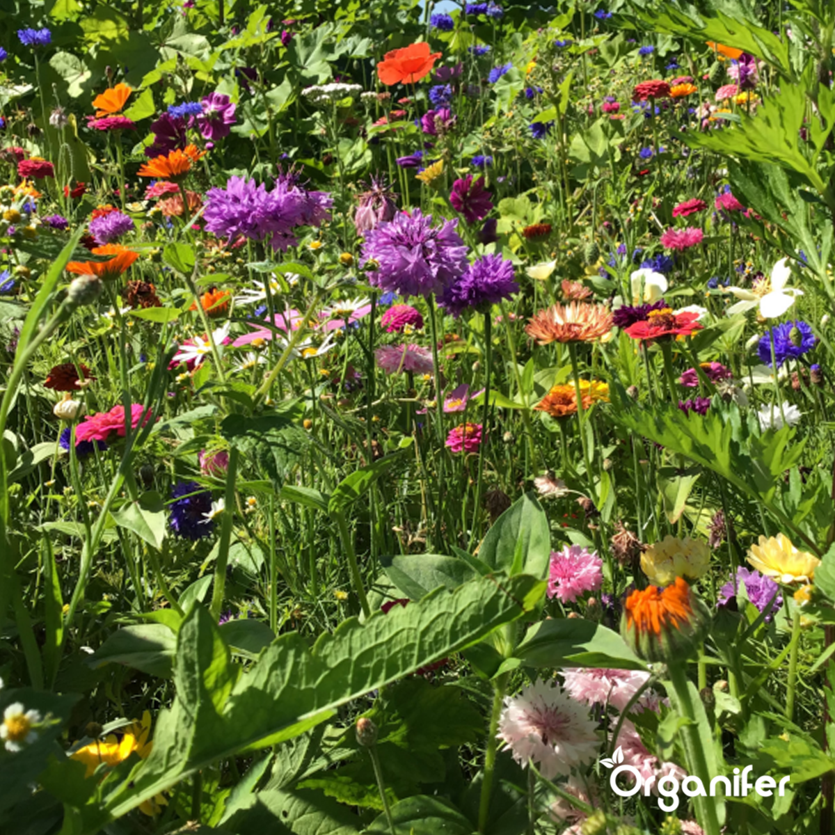 Organifer Cut Flowers Seed Packet - 20 Varieties 8719958993082 8