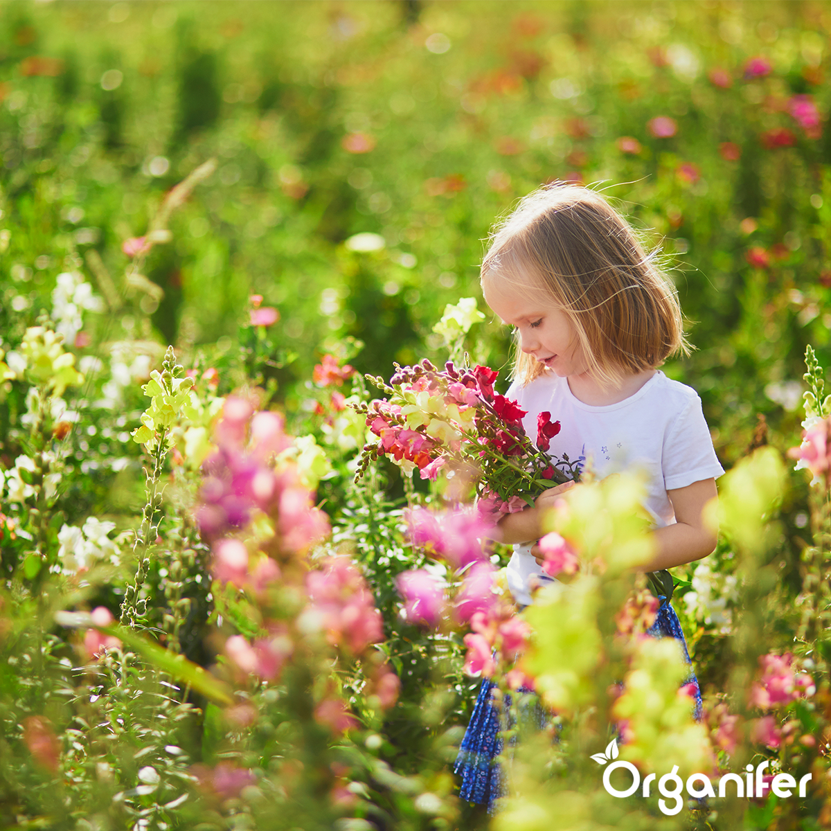 Plukbloemen mengsel – Colour – 32 soorten Snijbloemen
