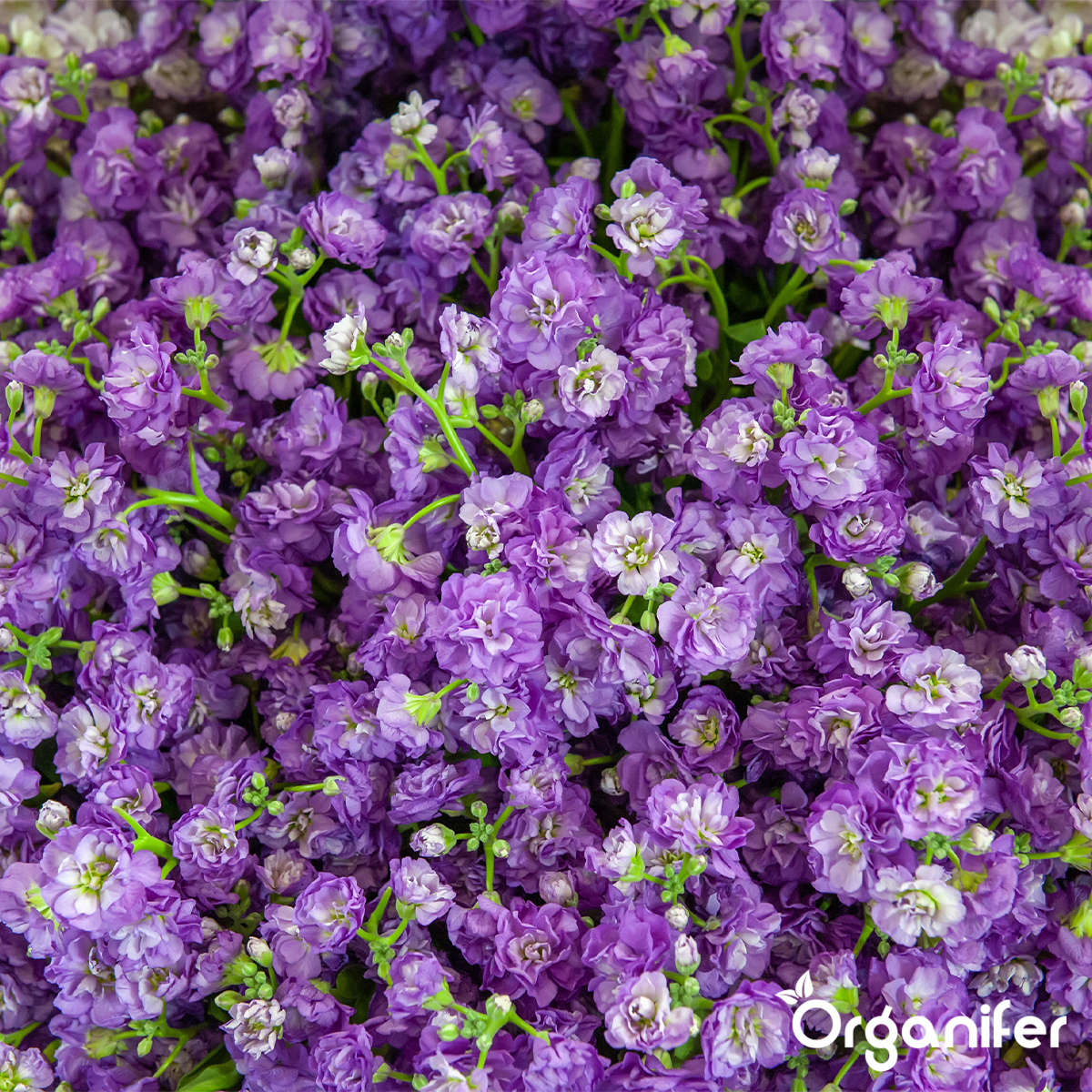 Plukbloemen mengsel – Colour – 32 soorten Snijbloemen