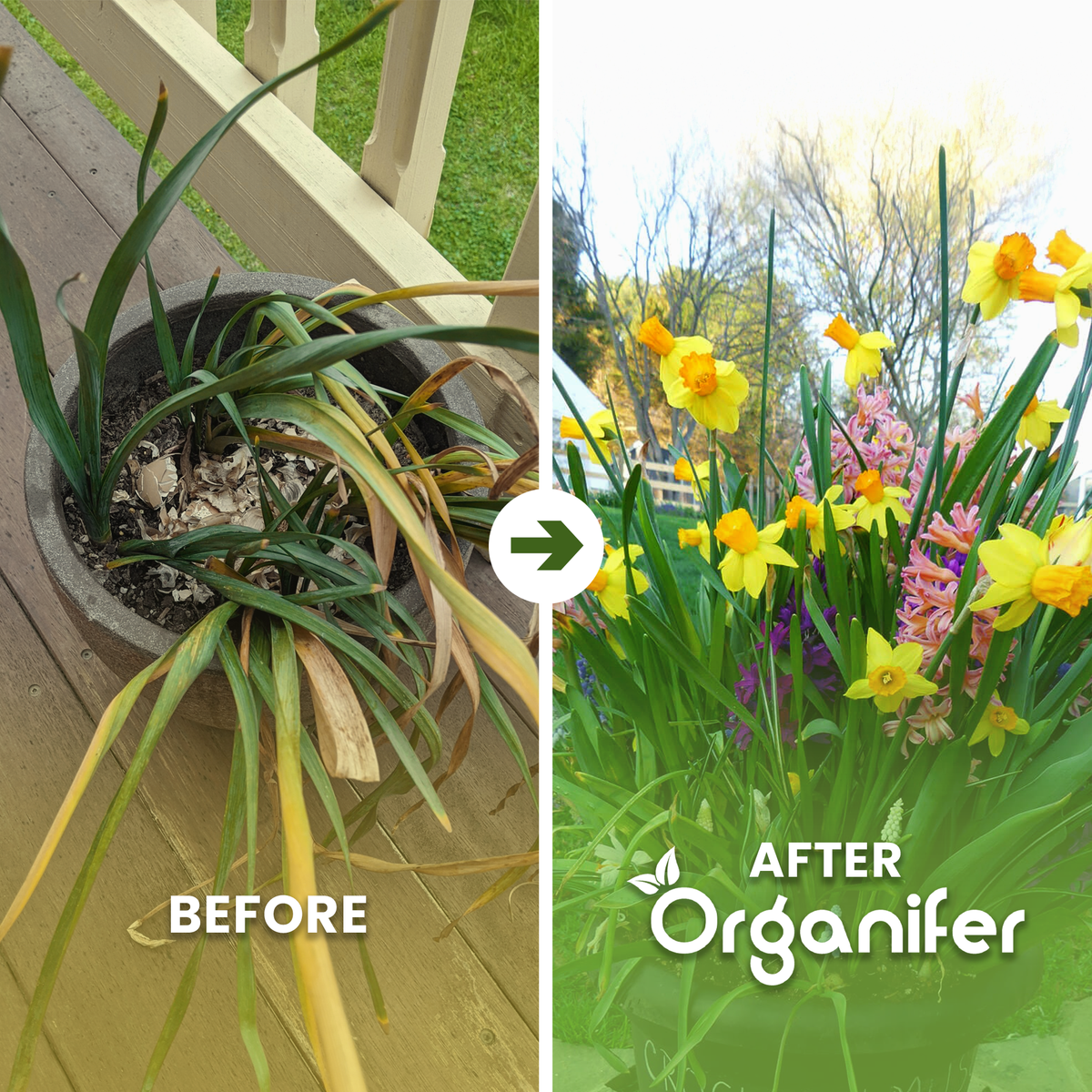 Daffodil b/a