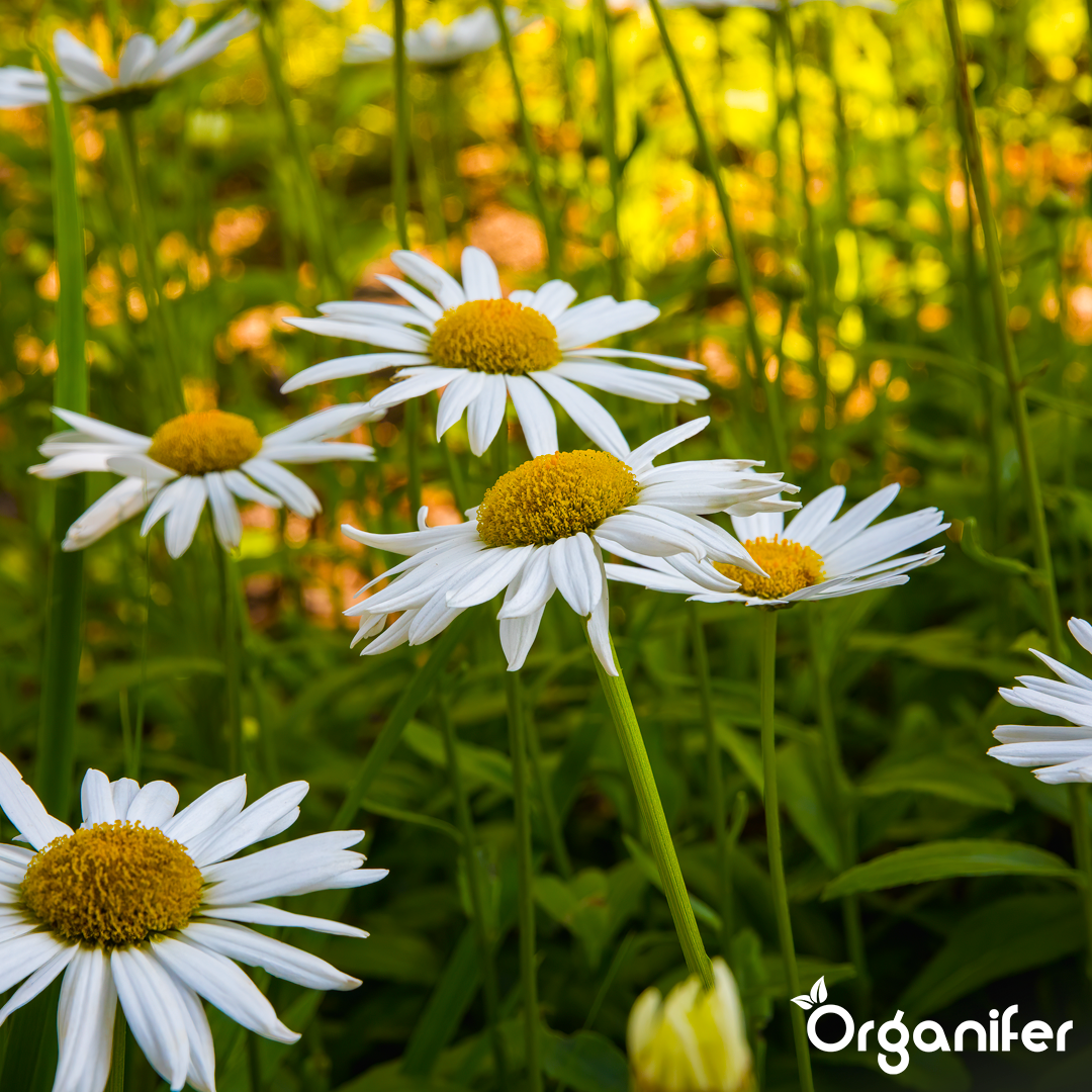 Organifer Daisy Liquid Fertiliser - 2x1 liter 8719958005648 4