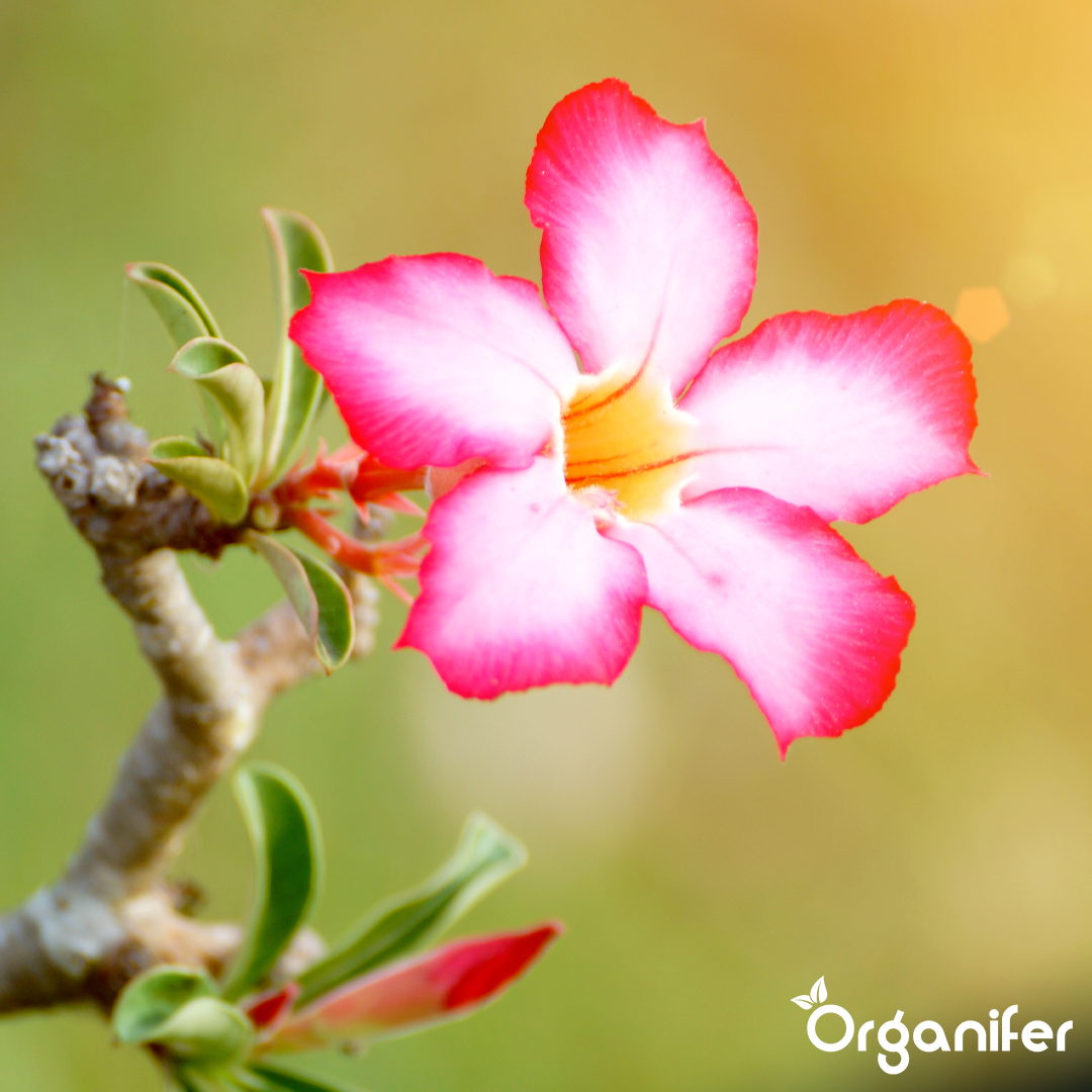 liquid-fertiliser-desert-rose-3