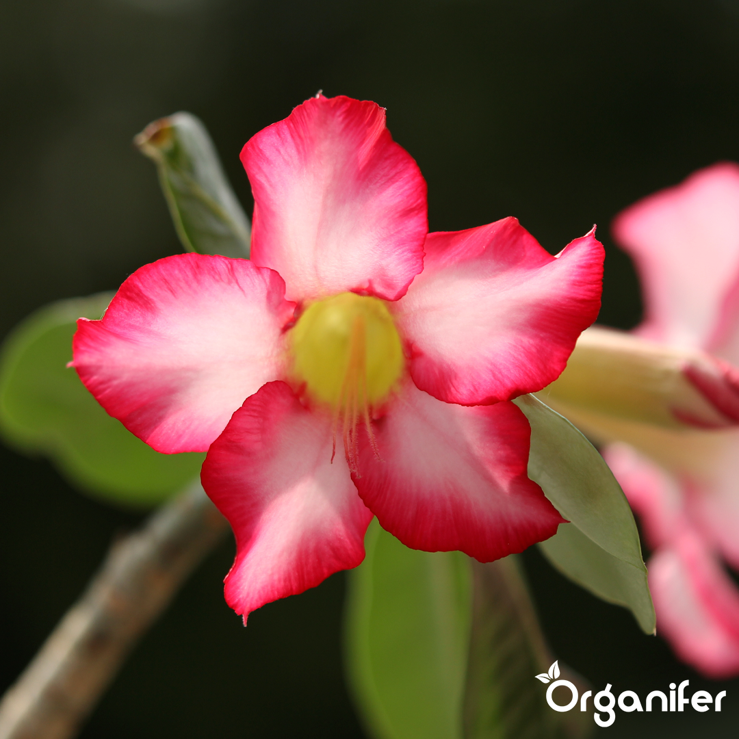 liquid-fertiliser-desert-rose-7