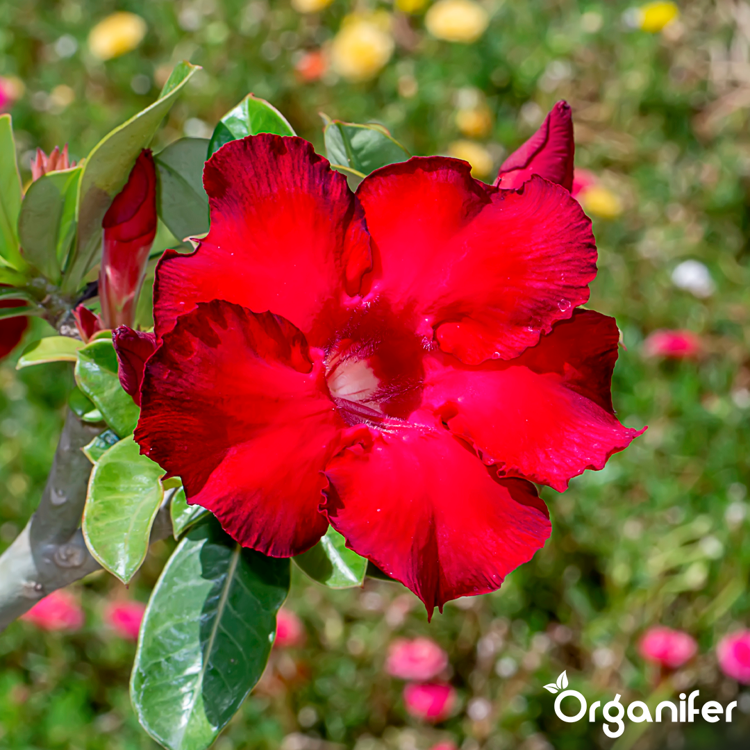 liquid-fertiliser-desert-rose-5