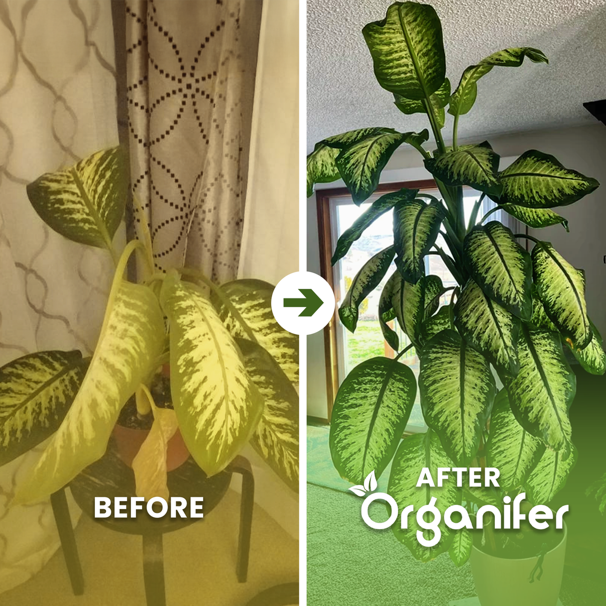 Dieffenbachia b/a
