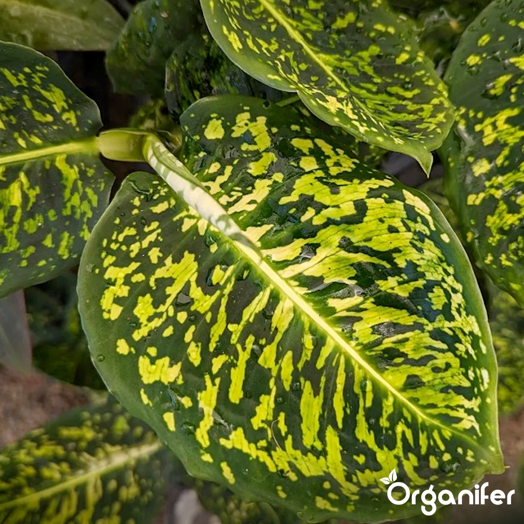 liquid fertiliser Dieffenbachia