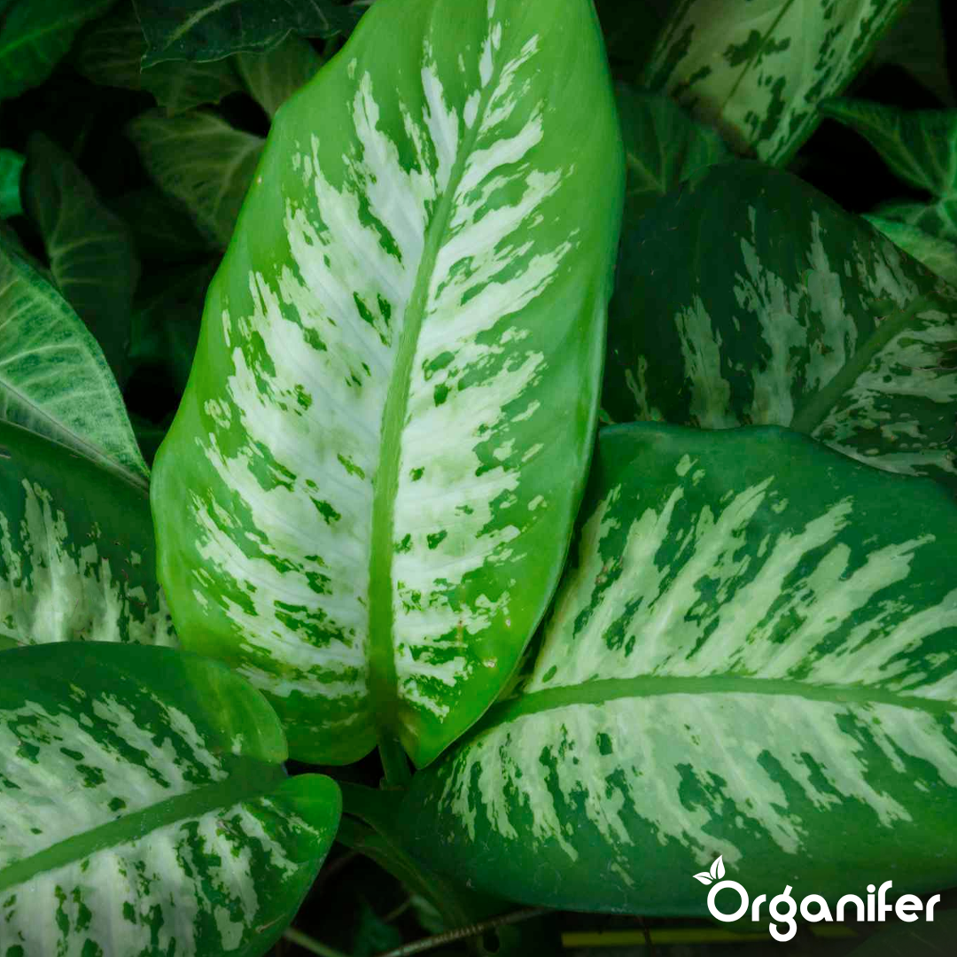 liquid fertiliser Dieffenbachia