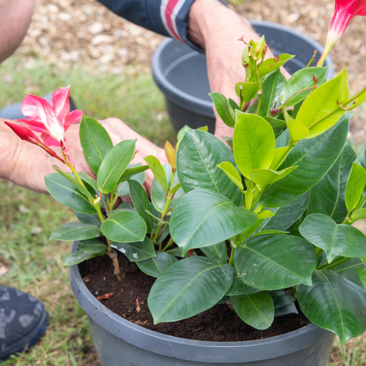 Crescita compatta e fogliame sano