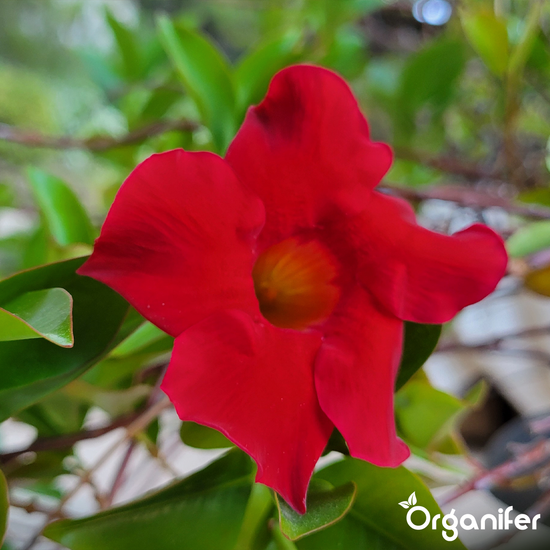 organifer-dipladenia-liquid-fertiliser-2