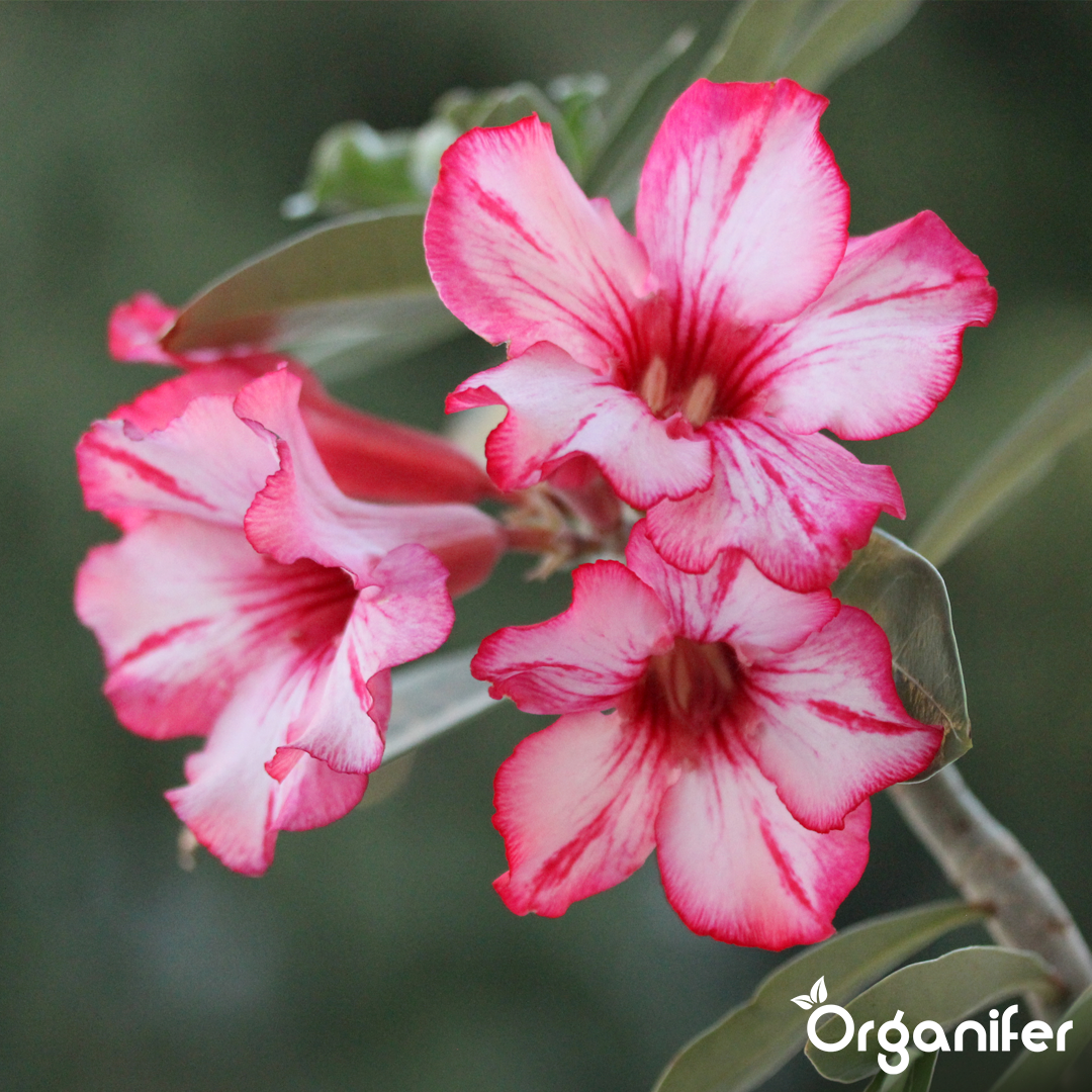 organifer-dipladenia-liquid-fertiliser-4